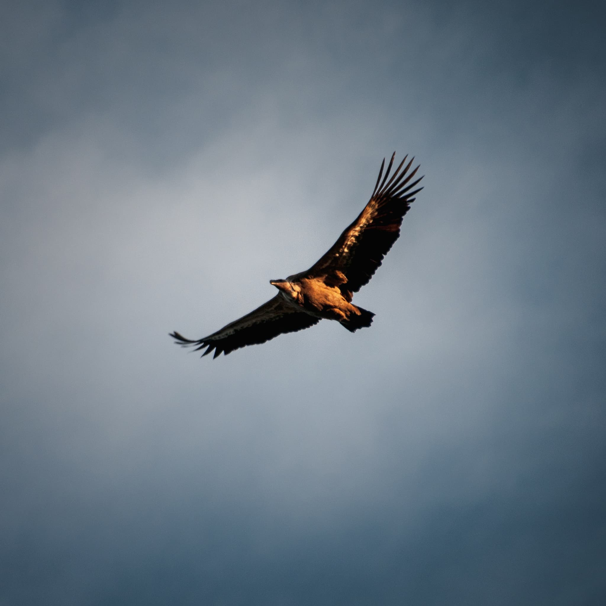 Image of a vulture in the sky